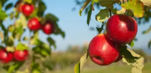 Æbleeddikens historie