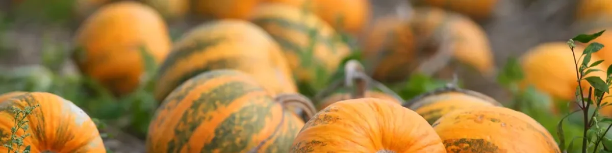 Sund olie fra græskar