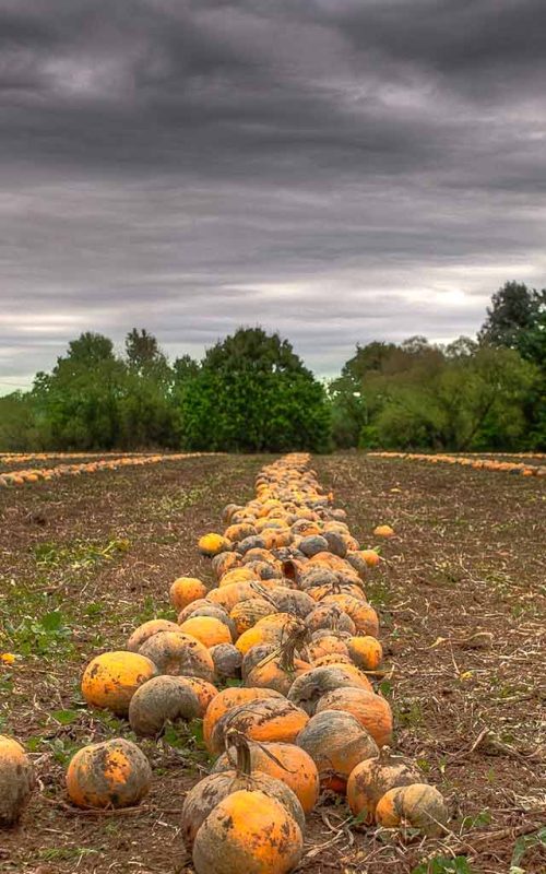 Opdag de mange sundhedsmæssige fordele ved græskarfrøoli